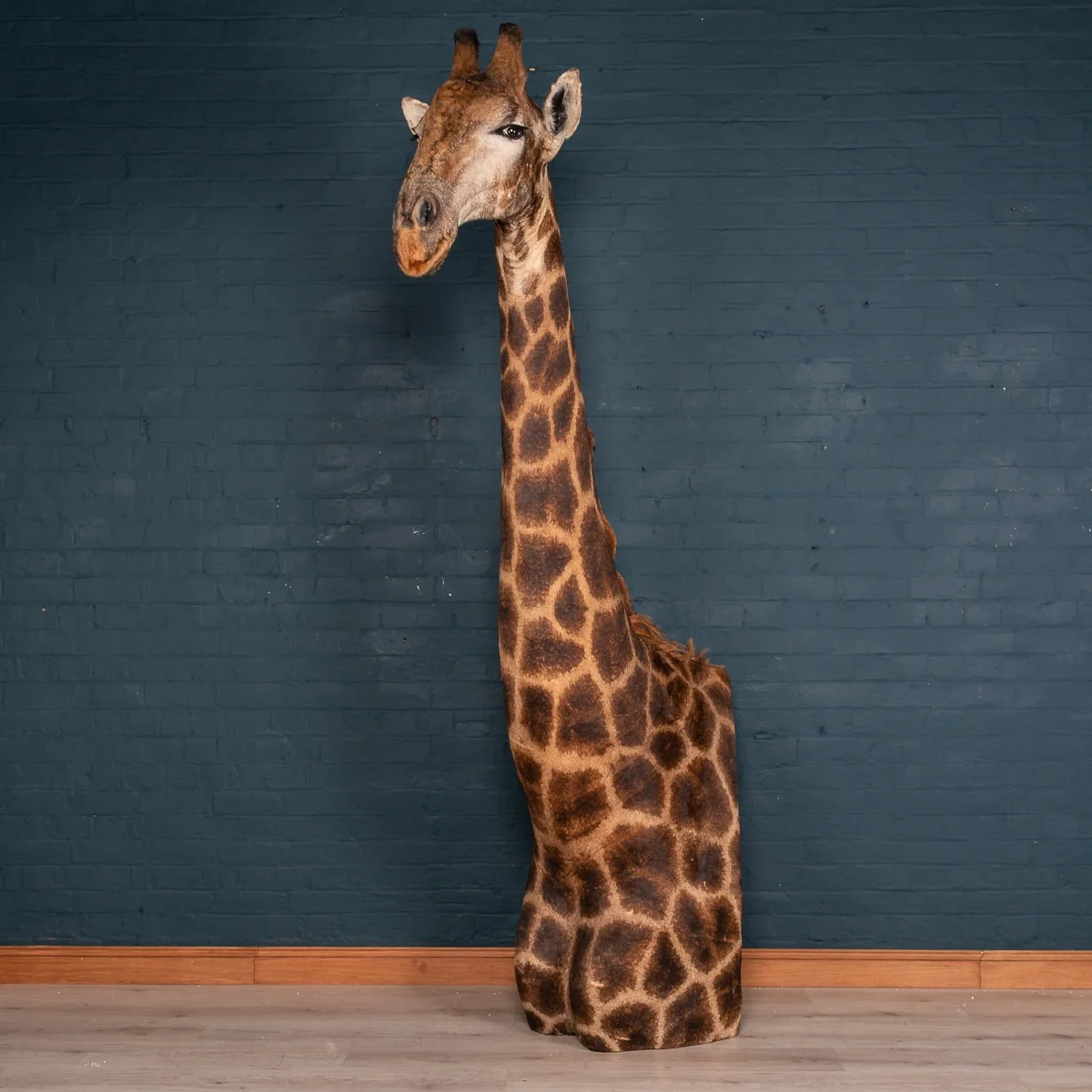 A taxidermy giraffe shoulder mount, late 20th century