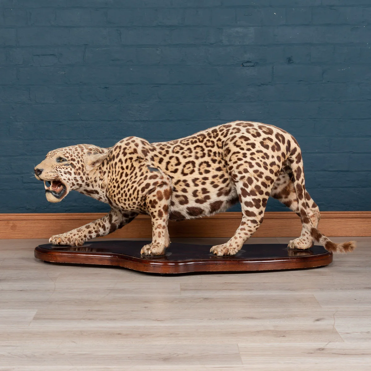 A taxidermy study of a jaguar by Edward Gerrard & Sons, England, circa 1900