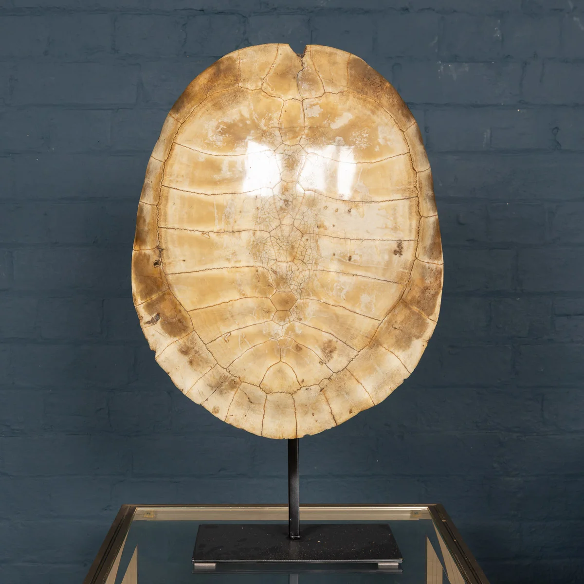 A "blonde" turtle shell, late 19th century
