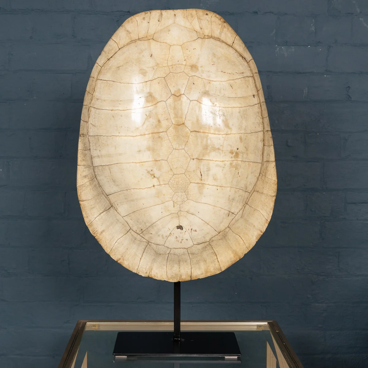 A "blonde" turtle shell, late 19th century