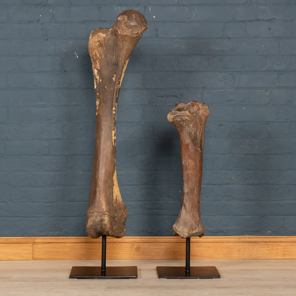 A mammoth femur and tibia, Yakutia (Siberia), Pleistocene era