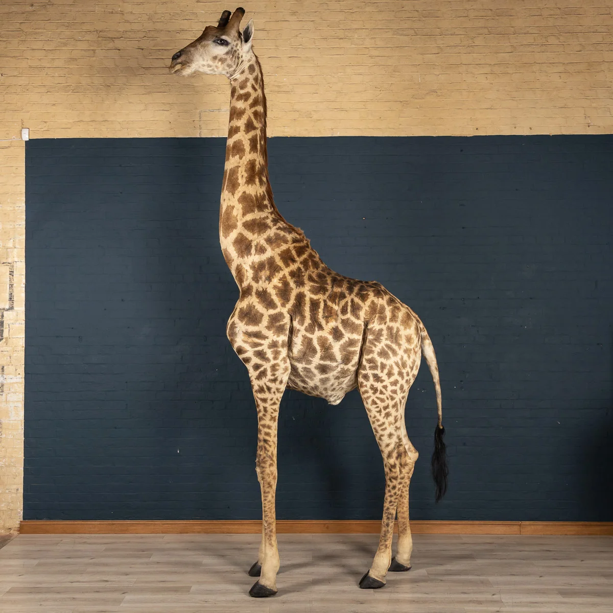 A full mount taxidermy giraffe, late 20th century