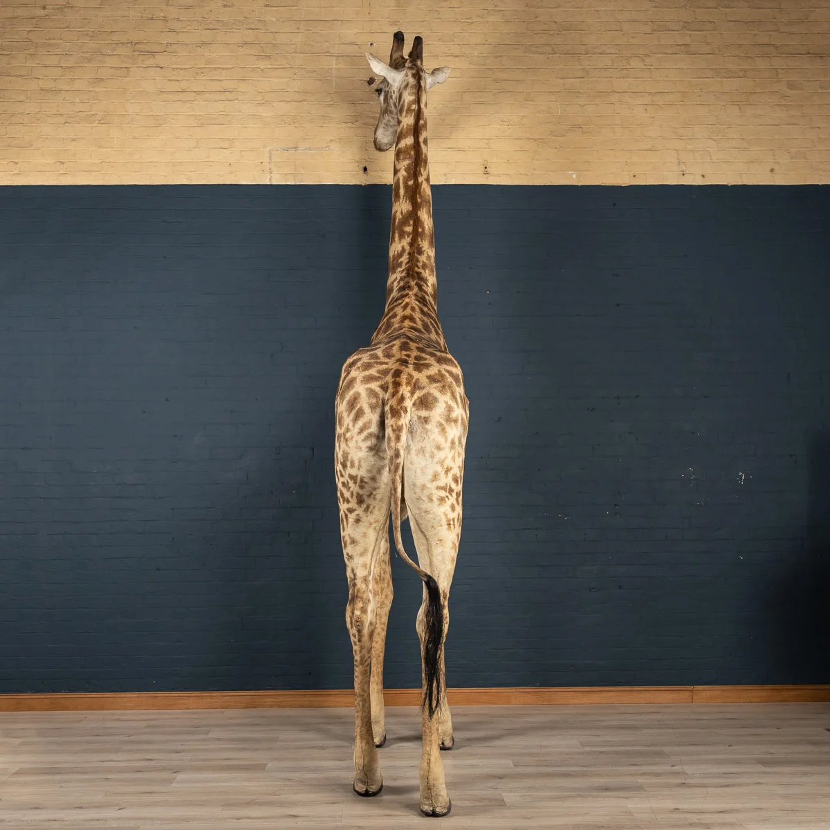 2019-07_alessio_taxidermy-3.jpg