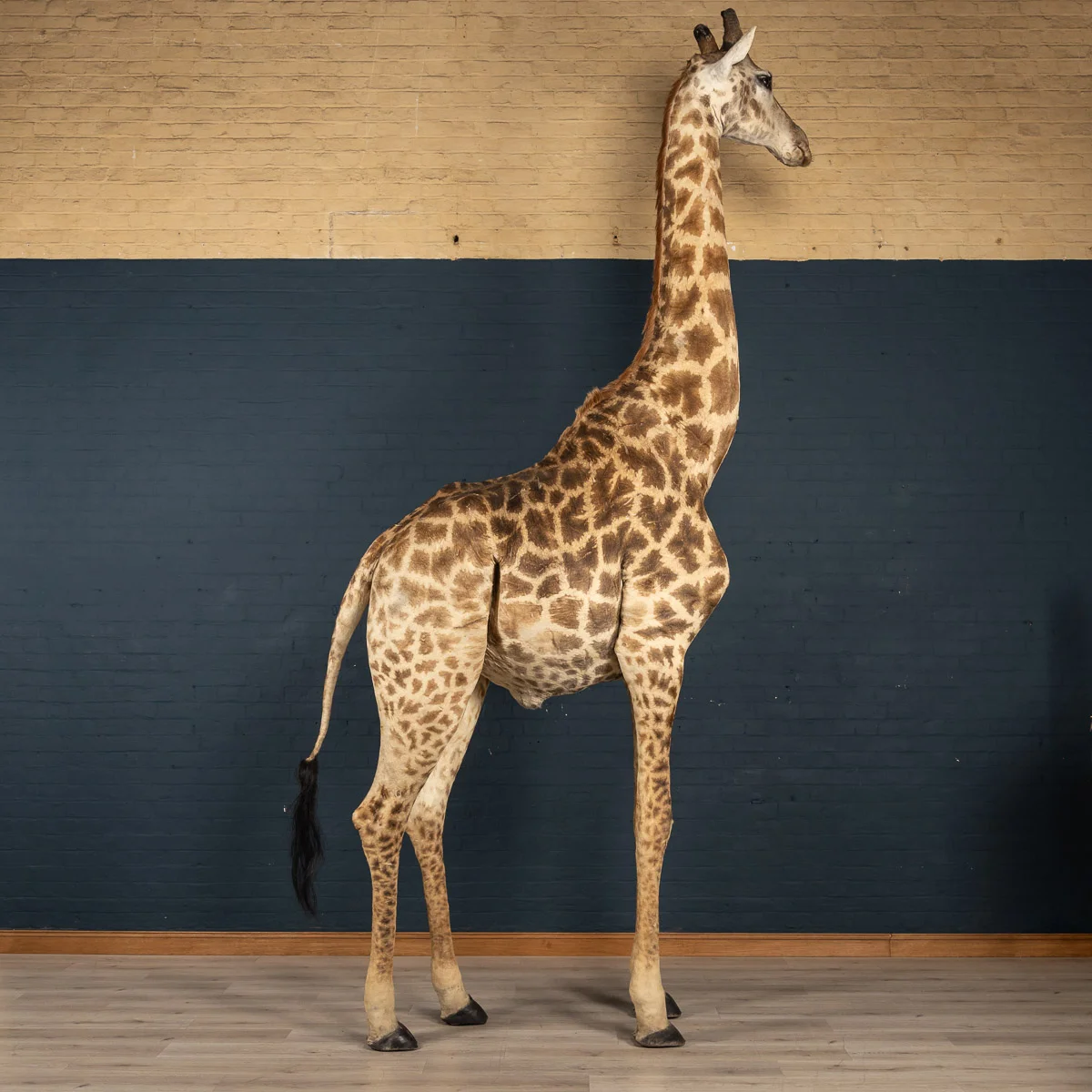 2019-07_alessio_taxidermy-4.jpg