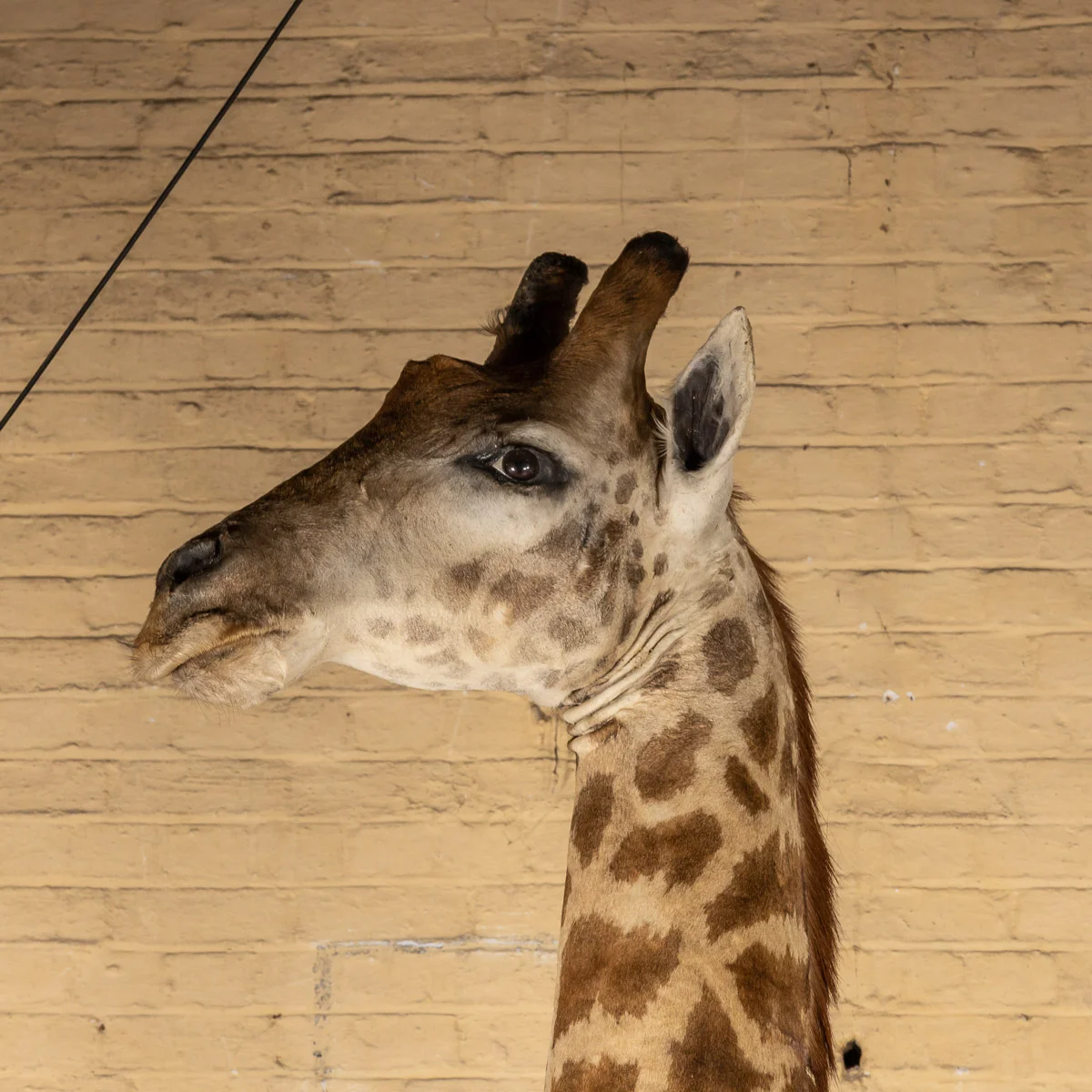 2019-07_alessio_taxidermy-6.jpg