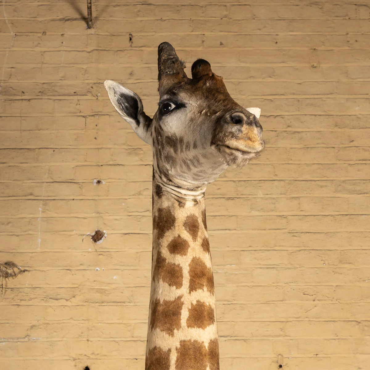 2019-07_alessio_taxidermy-7.jpg