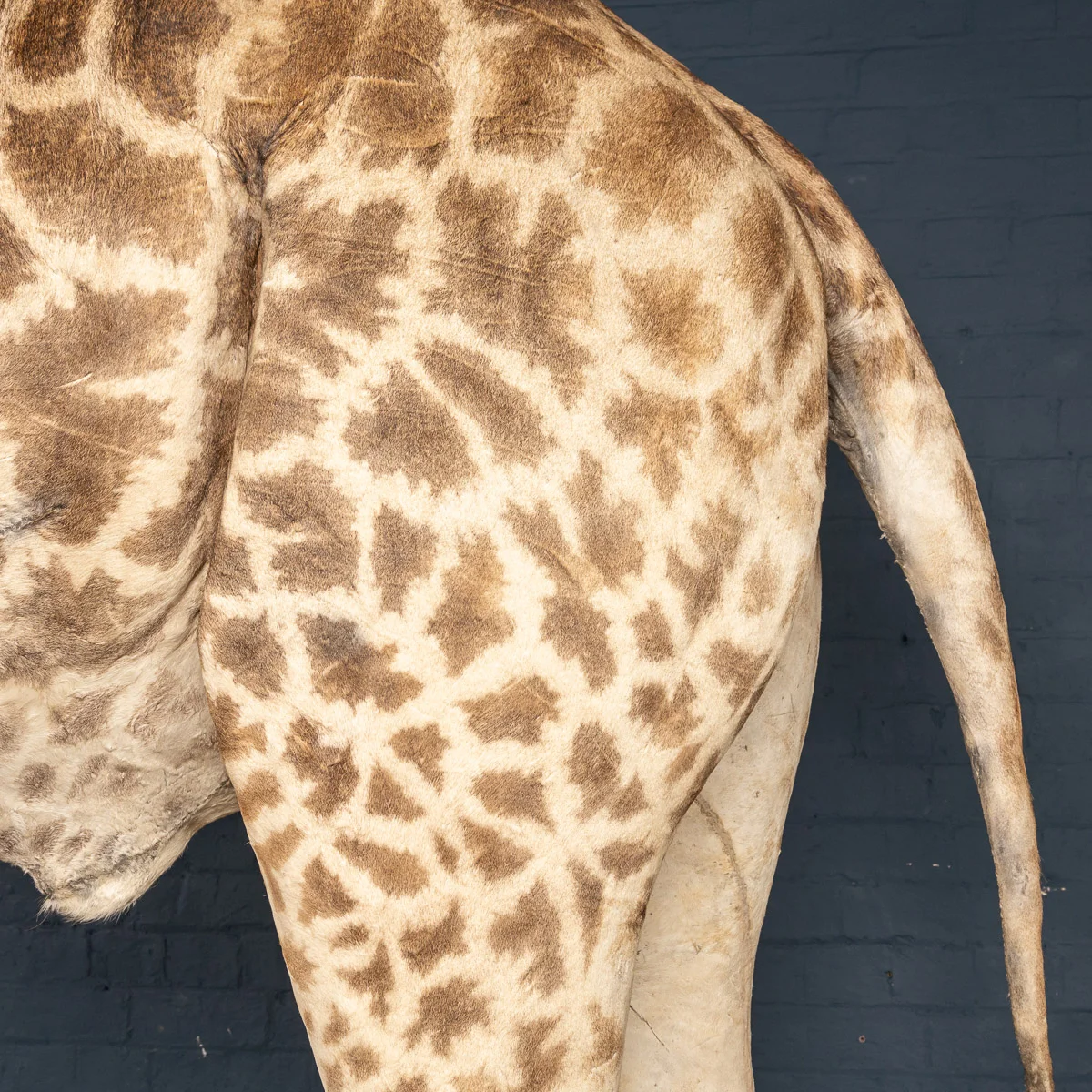 2019-07_alessio_taxidermy-13.jpg