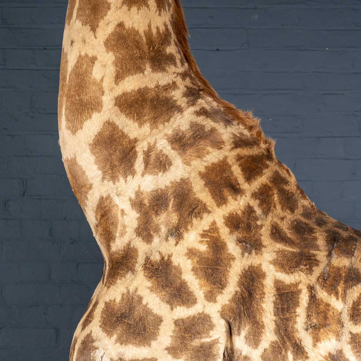 2019-07_alessio_taxidermy-14.jpg