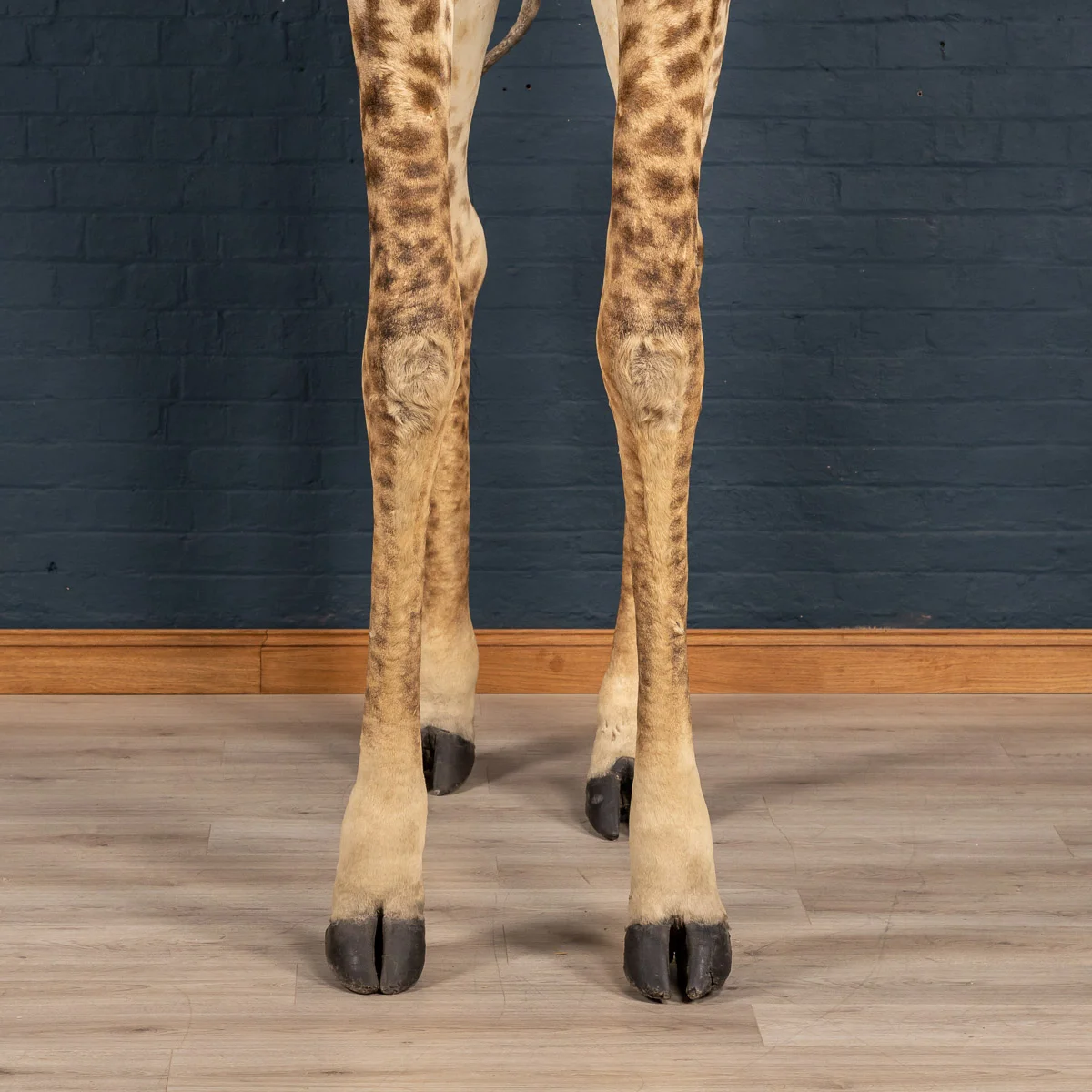 2019-07_alessio_taxidermy-22.jpg