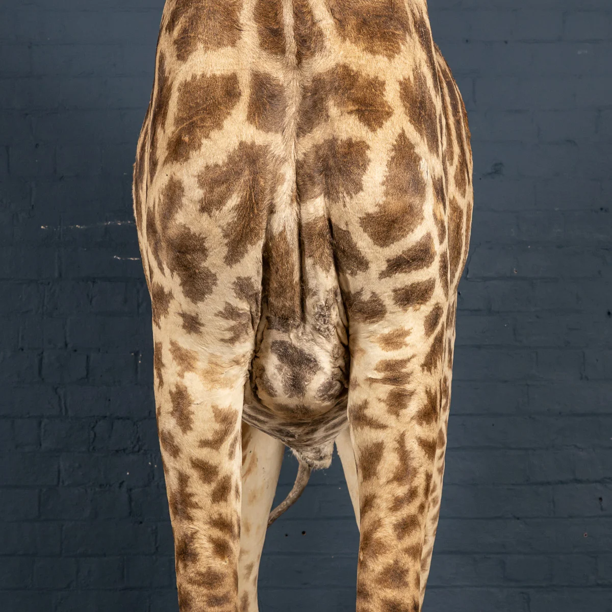 2019-07_alessio_taxidermy-21.jpg