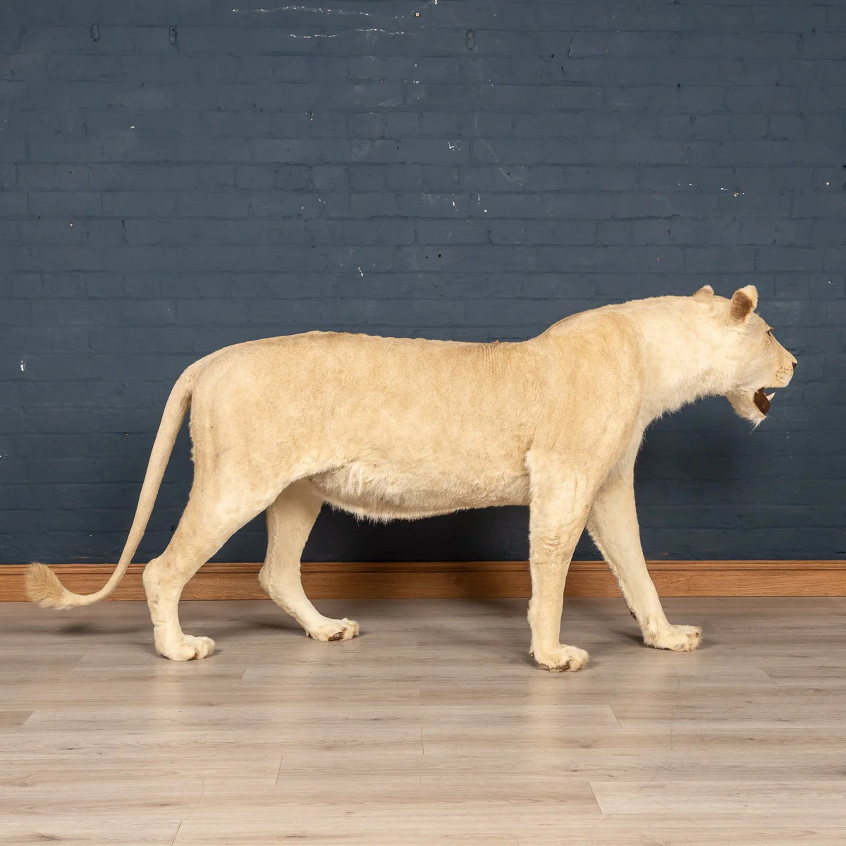 2019-07_alessio_taxidermy-29.jpg