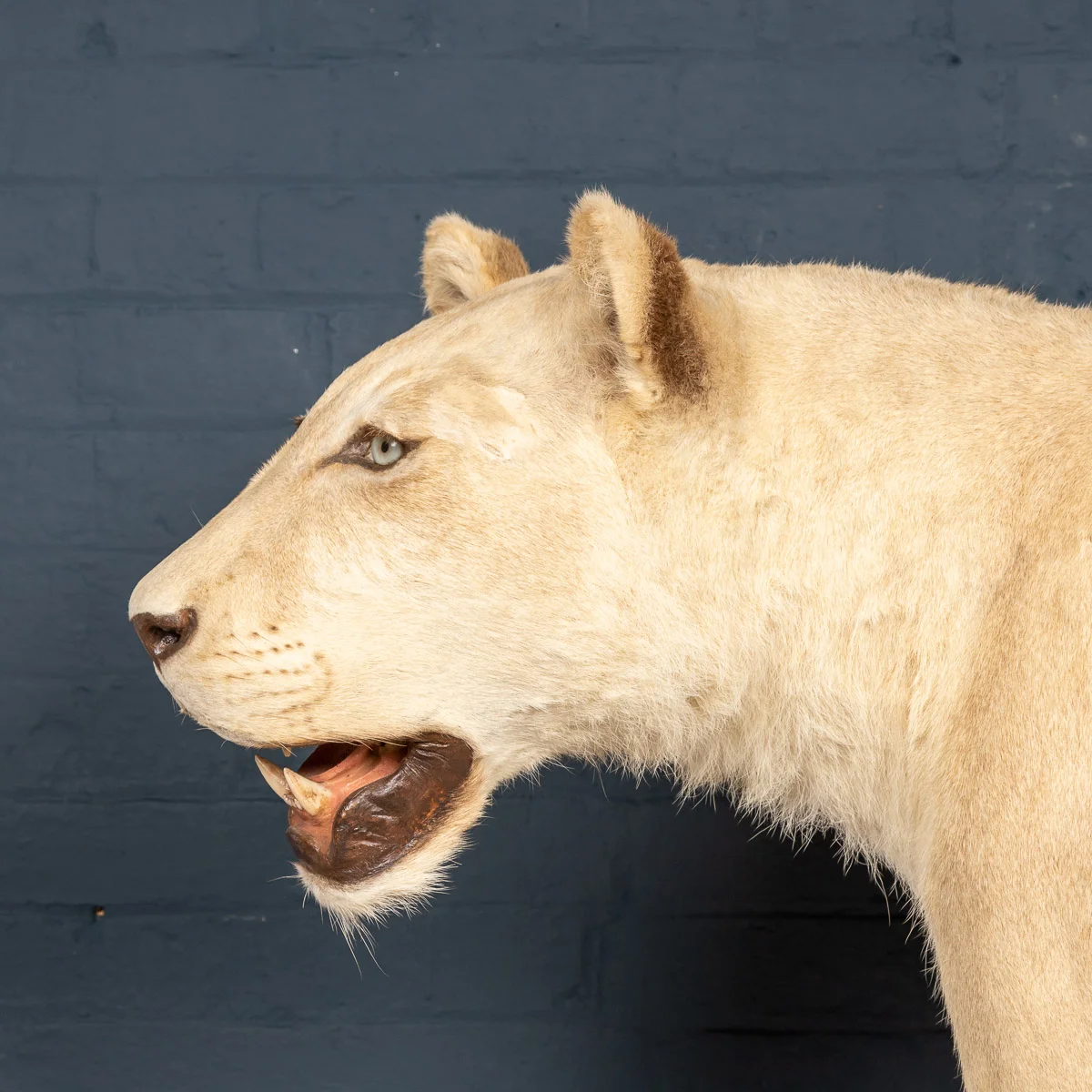 2019-07_alessio_taxidermy-34.jpg