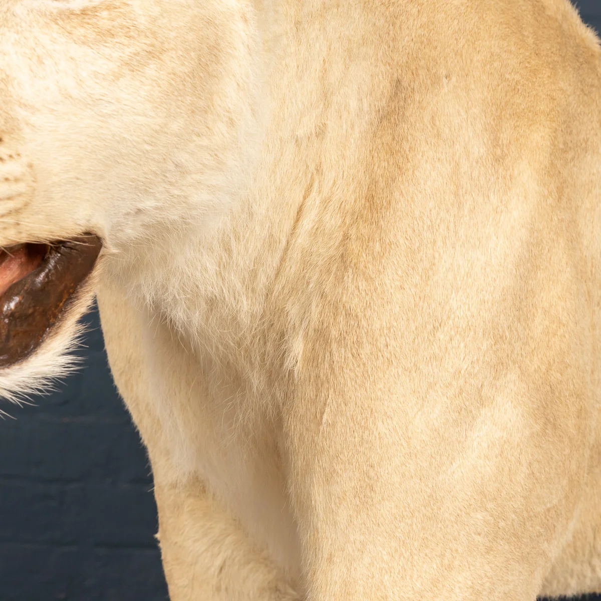 2019-07_alessio_taxidermy-39.jpg