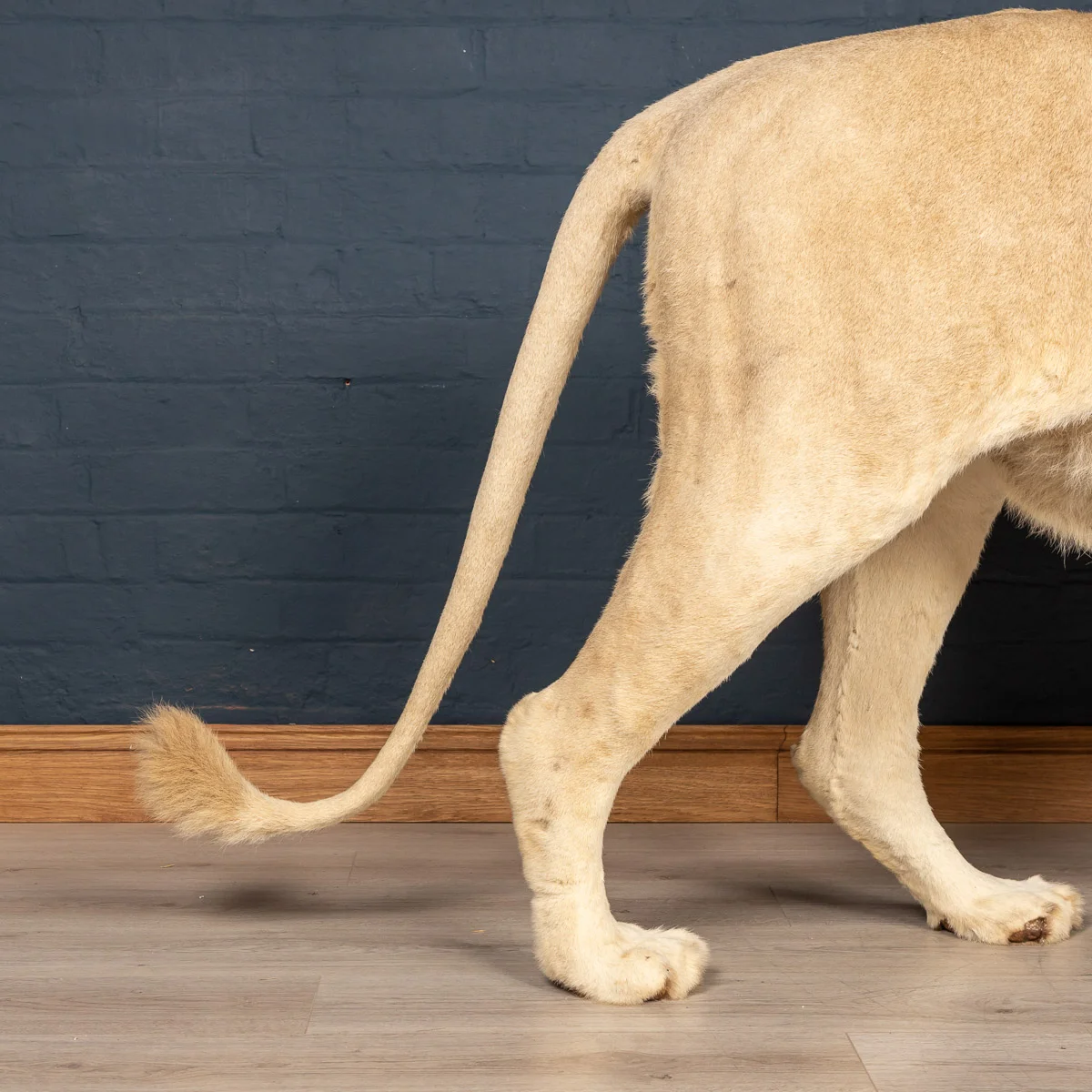 2019-07_alessio_taxidermy-43.jpg