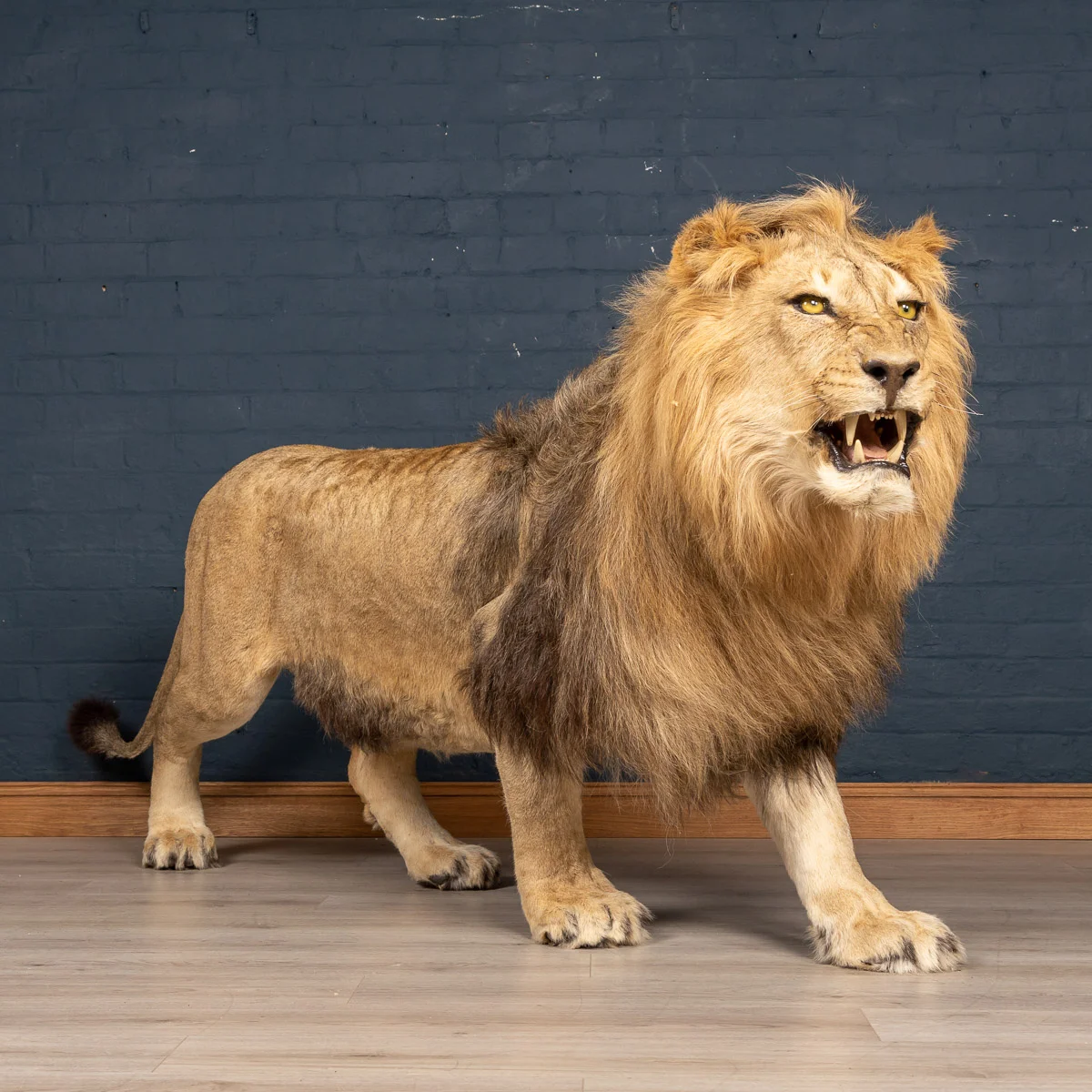 2019-07_alessio_taxidermy-45.jpg