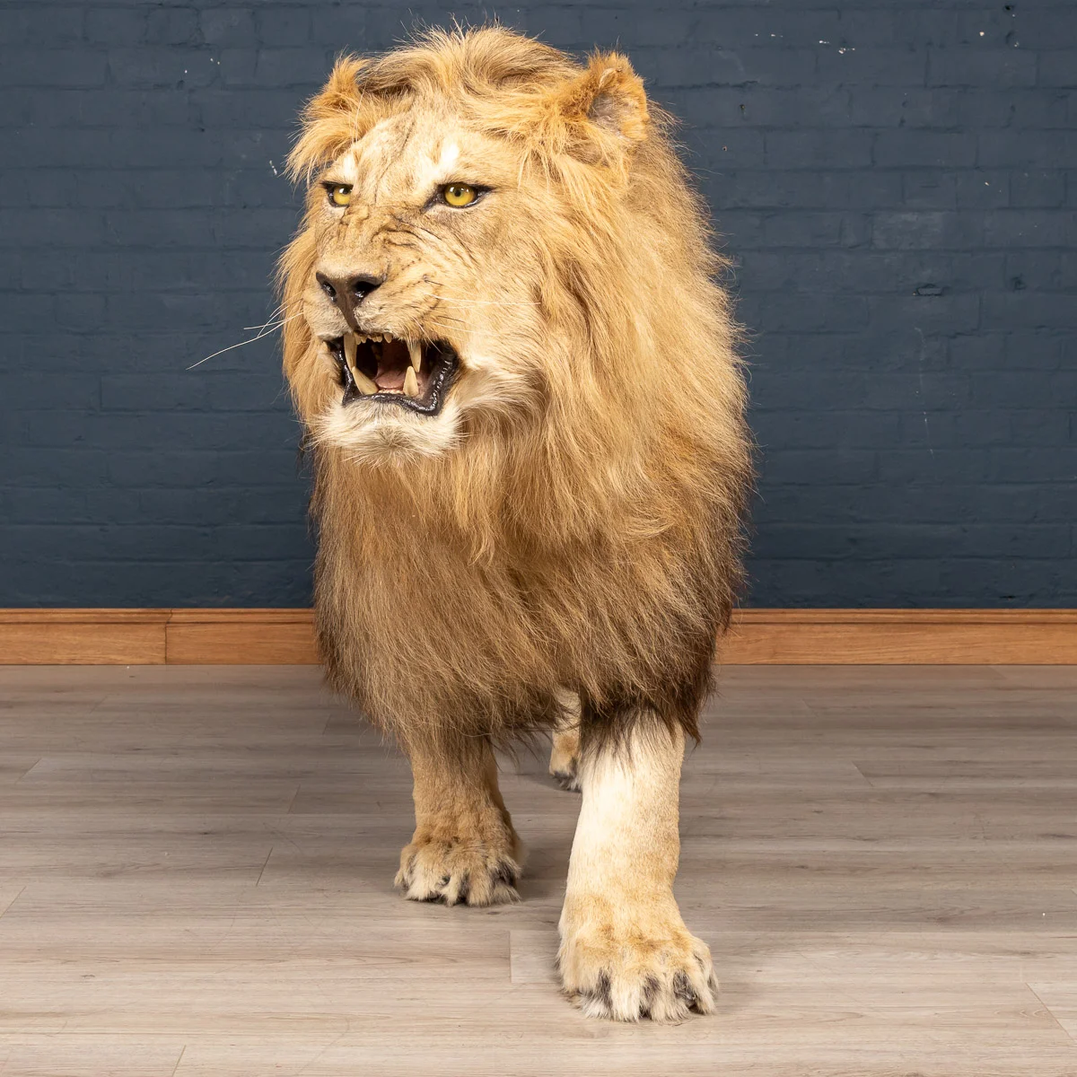 2019-07_alessio_taxidermy-47.jpg