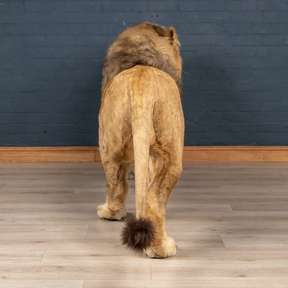 2019-07_alessio_taxidermy-49.jpg