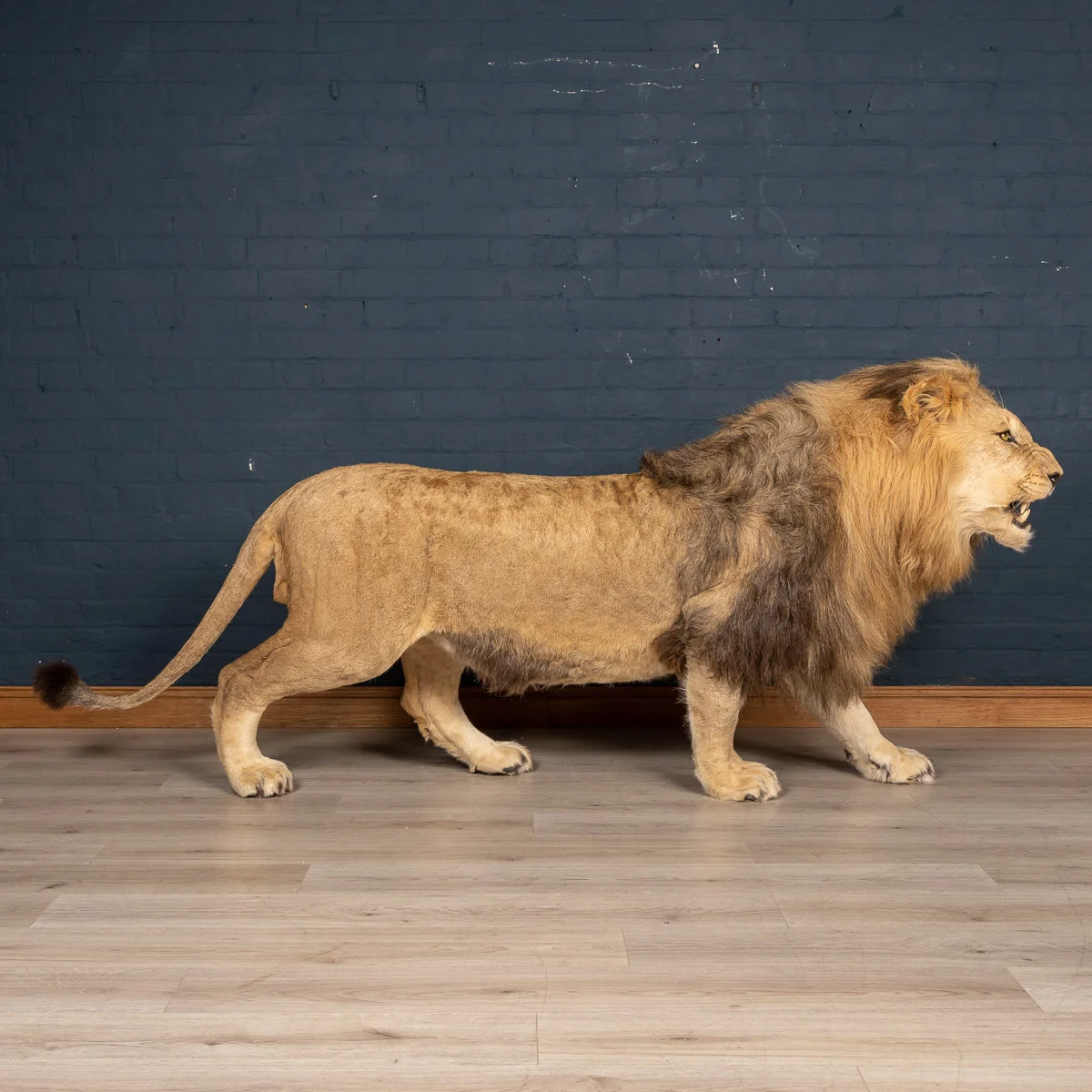 2019-07_alessio_taxidermy-50.jpg