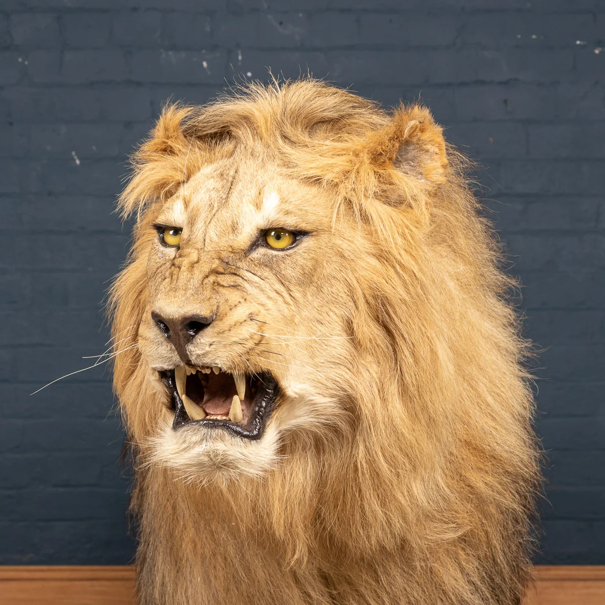2019-07_alessio_taxidermy-51.jpg