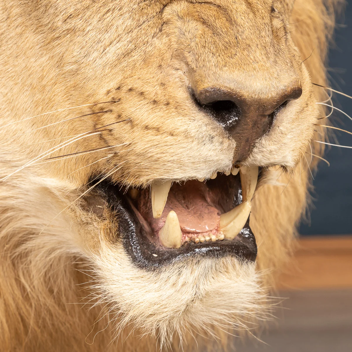 2019-07_alessio_taxidermy-53.jpg