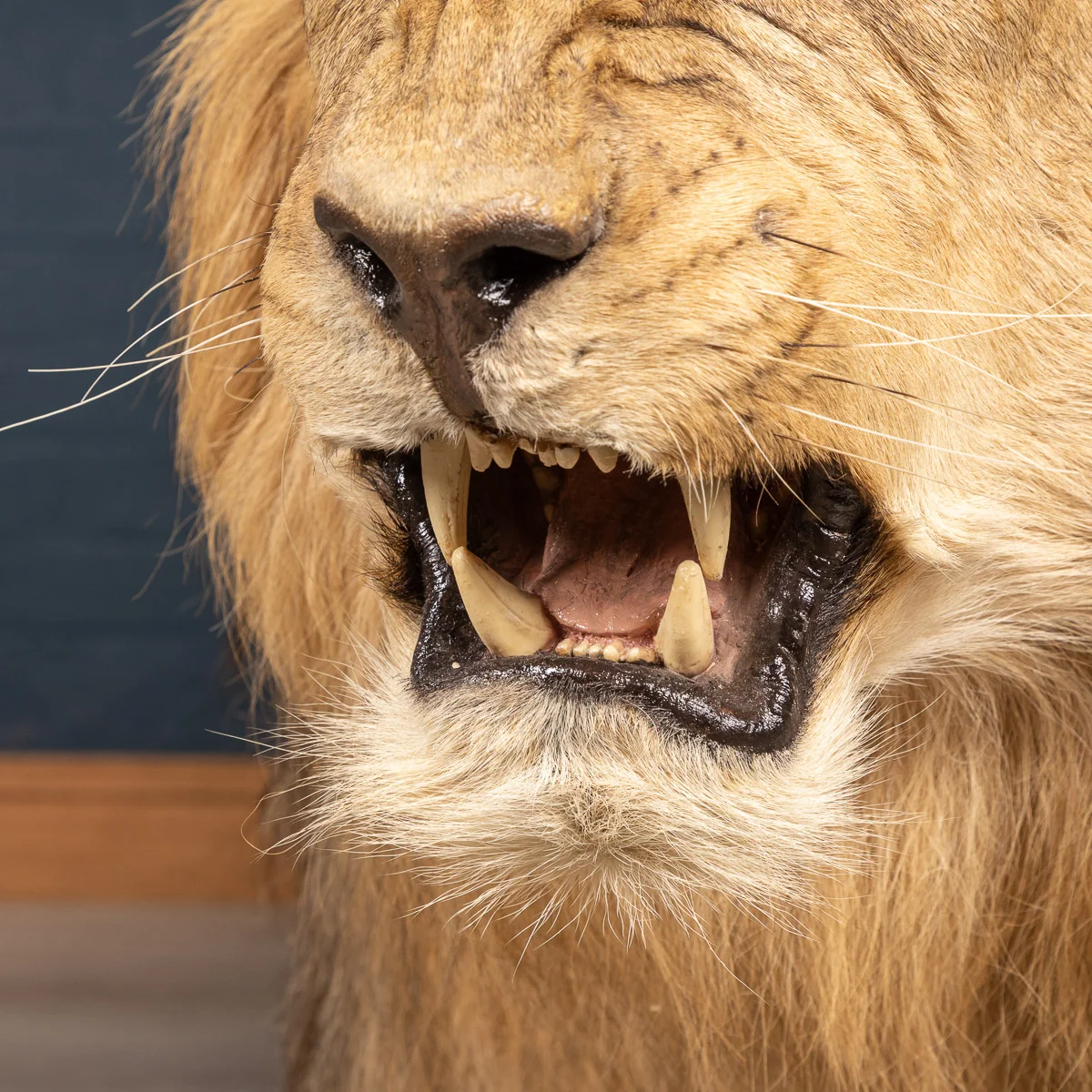 2019-07_alessio_taxidermy-55.jpg