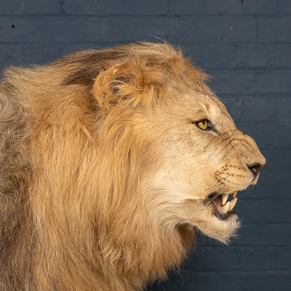 2019-07_alessio_taxidermy-56.jpg