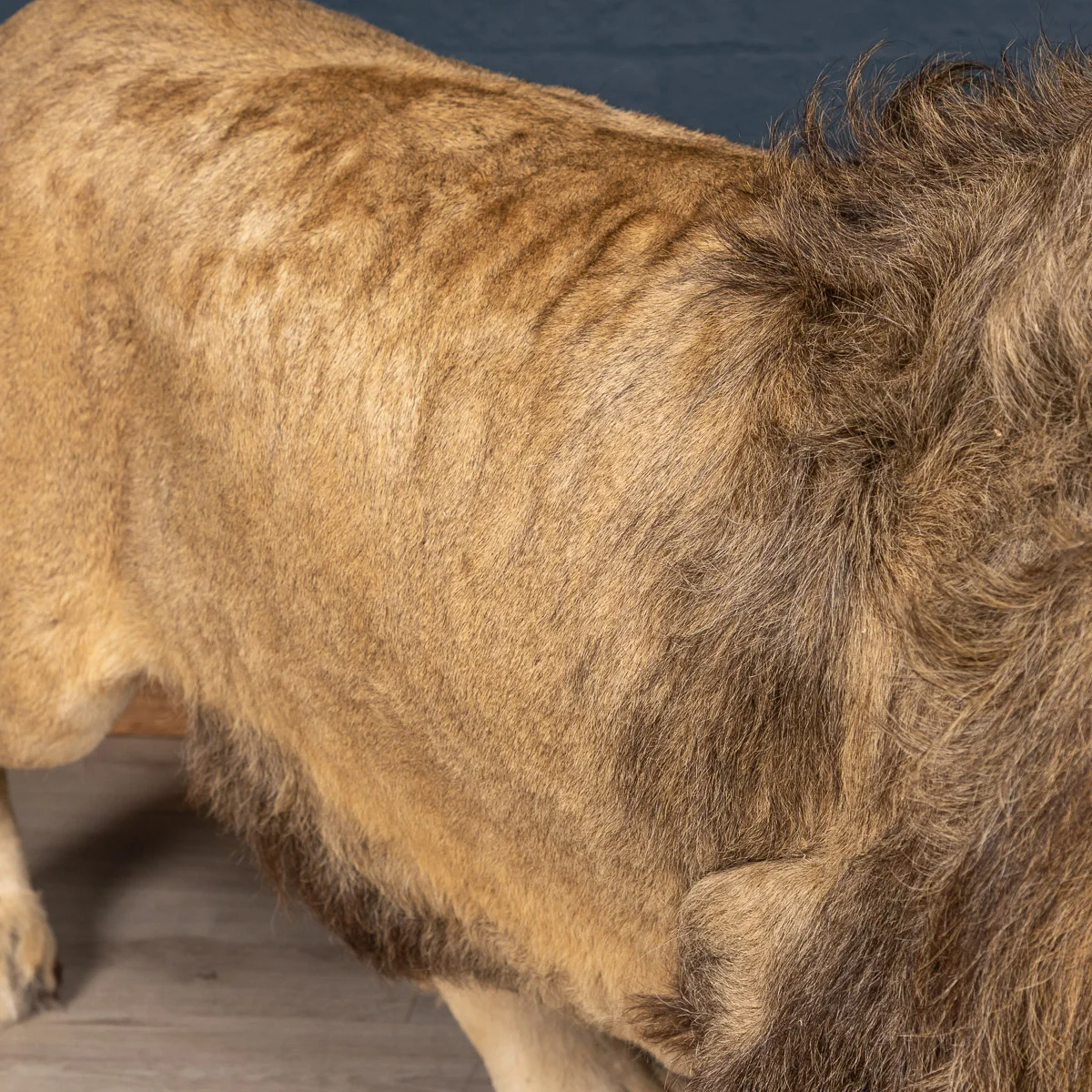 2019-07_alessio_taxidermy-59.jpg