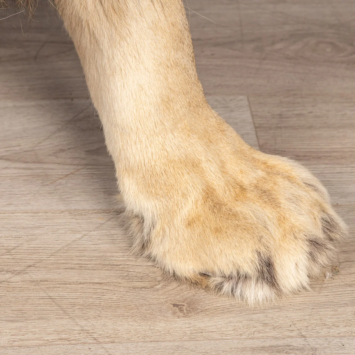 2019-07_alessio_taxidermy-61.jpg