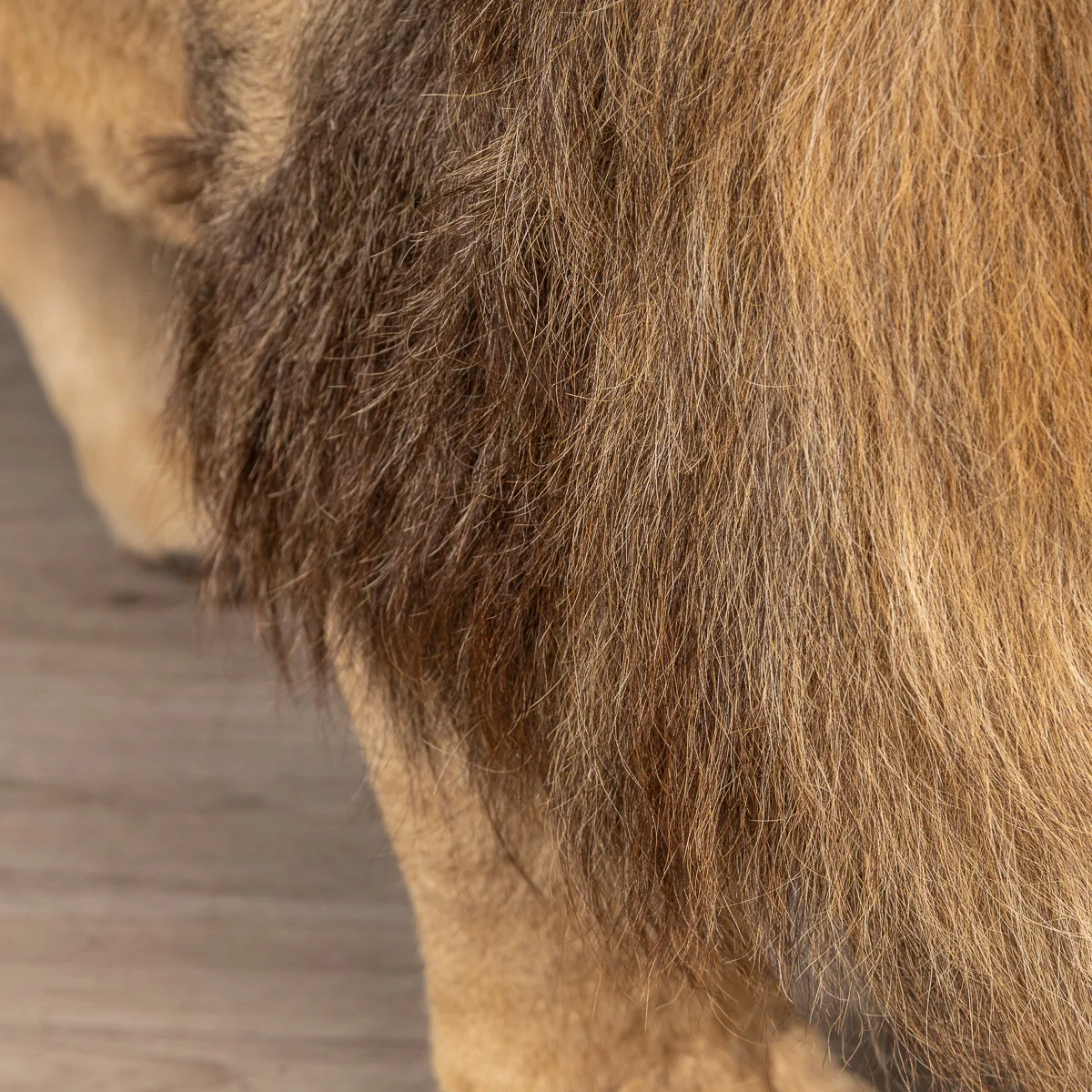2019-07_alessio_taxidermy-62.jpg