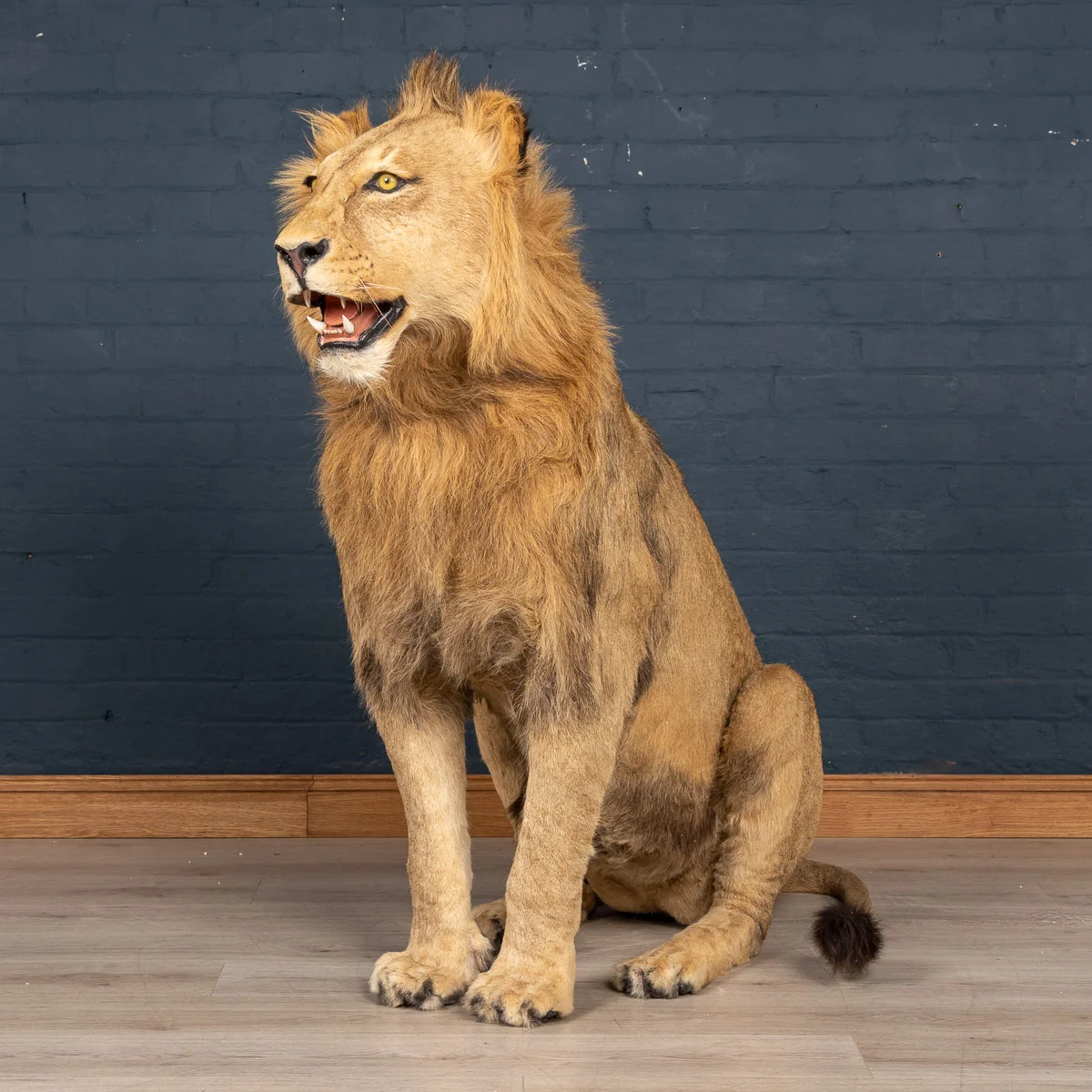 A full mount taxidermy study of a male lion, late 20th century