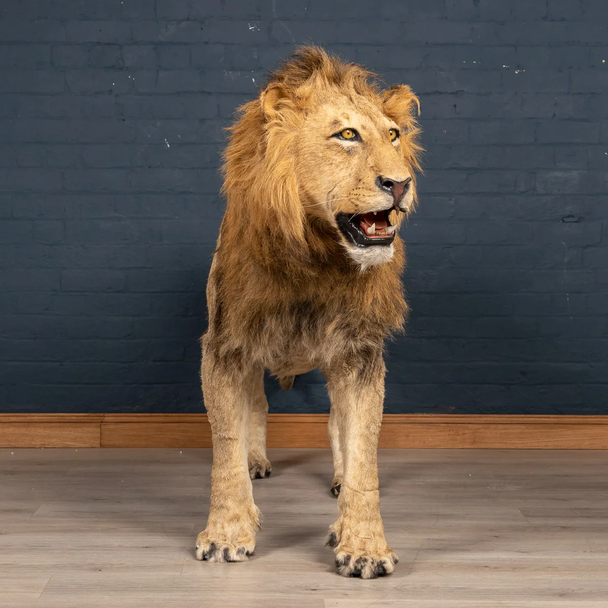 2019-07_alessio_taxidermy-83.jpg