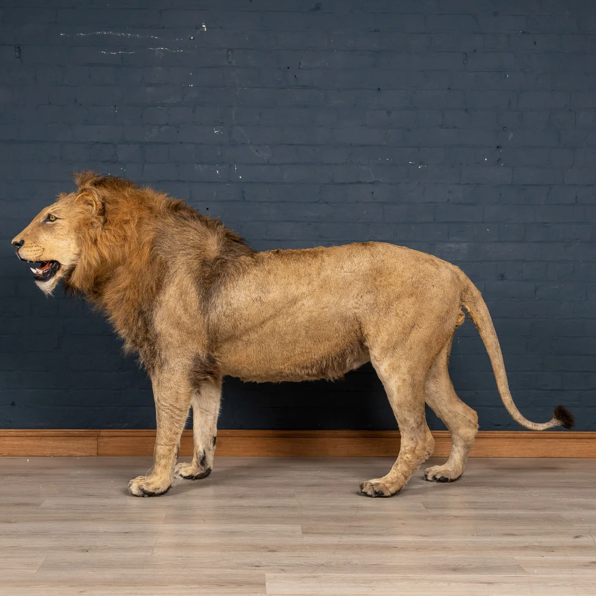 2019-07_alessio_taxidermy-84.jpg