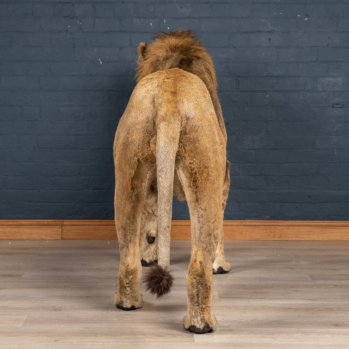 2019-07_alessio_taxidermy-85.jpg
