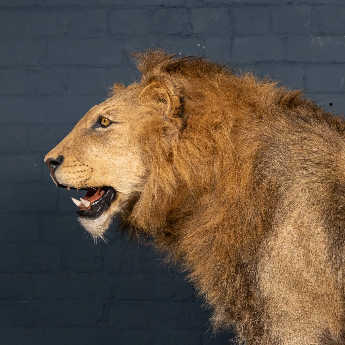 2019-07_alessio_taxidermy-88.jpg
