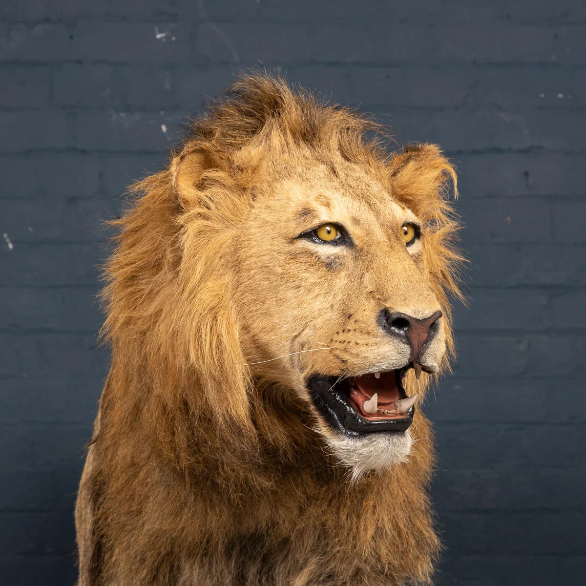 2019-07_alessio_taxidermy-89.jpg