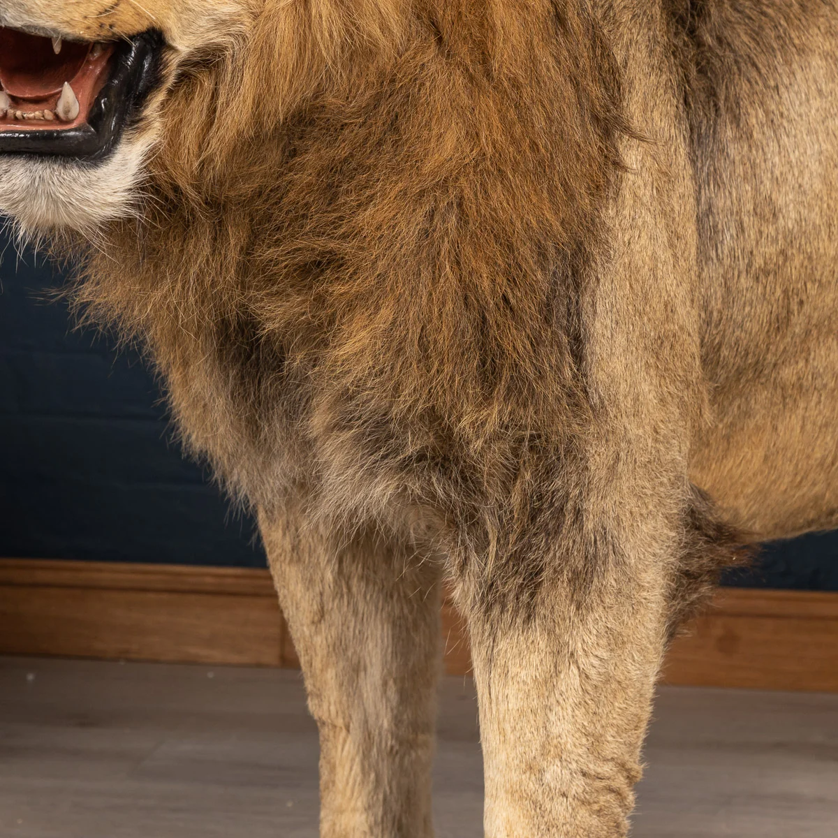 2019-07_alessio_taxidermy-90.jpg