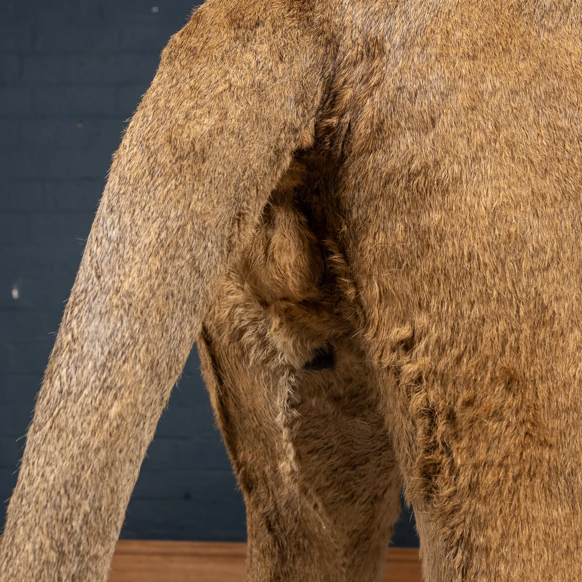2019-07_alessio_taxidermy-92.jpg
