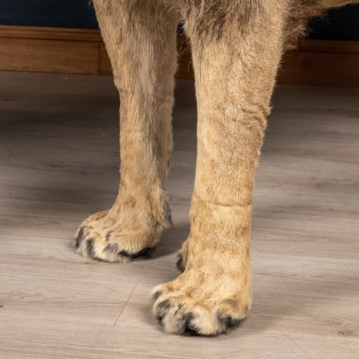 2019-07_alessio_taxidermy-97.jpg