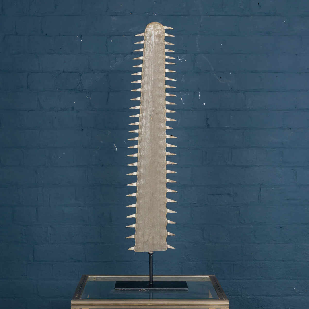 An antique sawfish rostrum, circa 1900