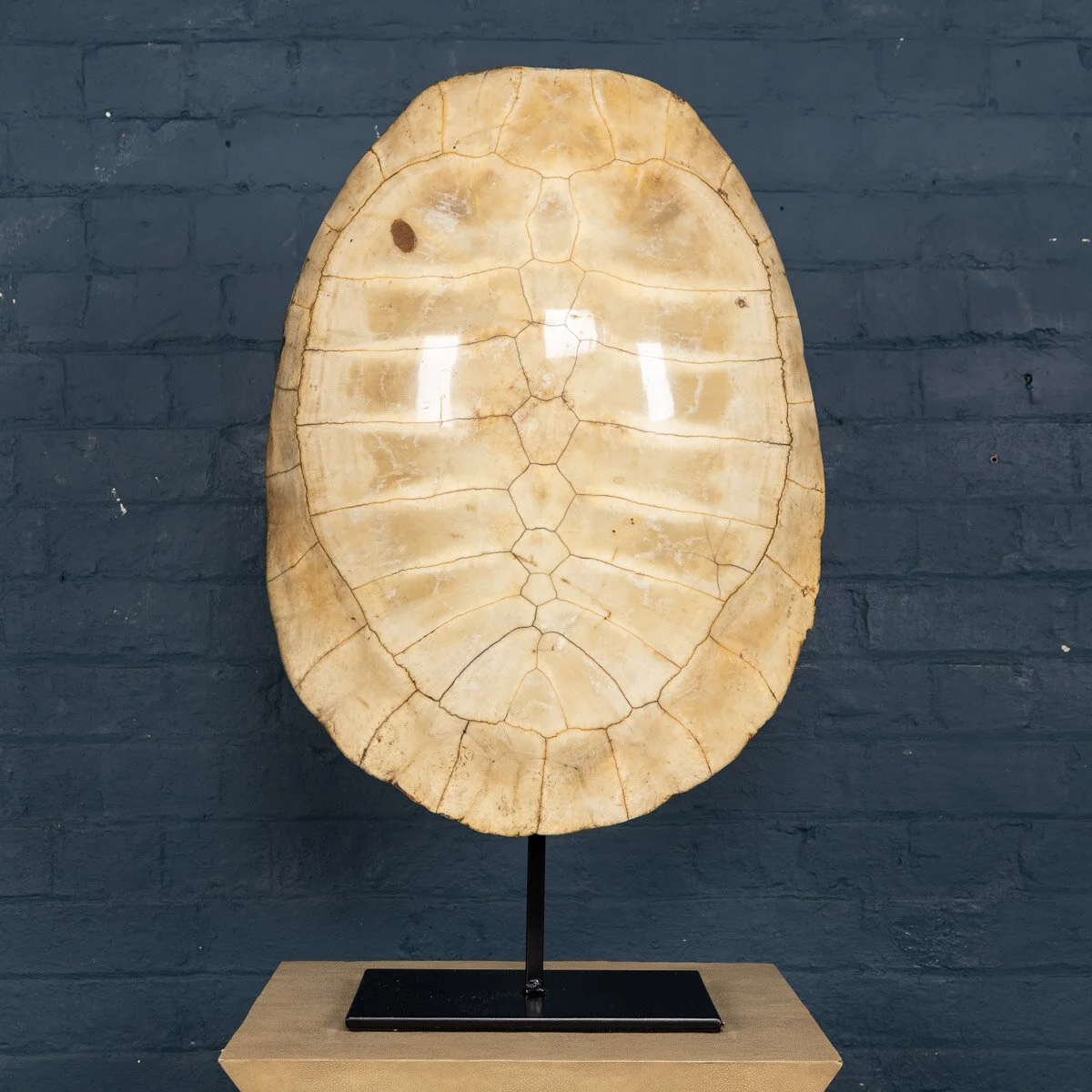 A "blonde" turtle shell, late 19th century