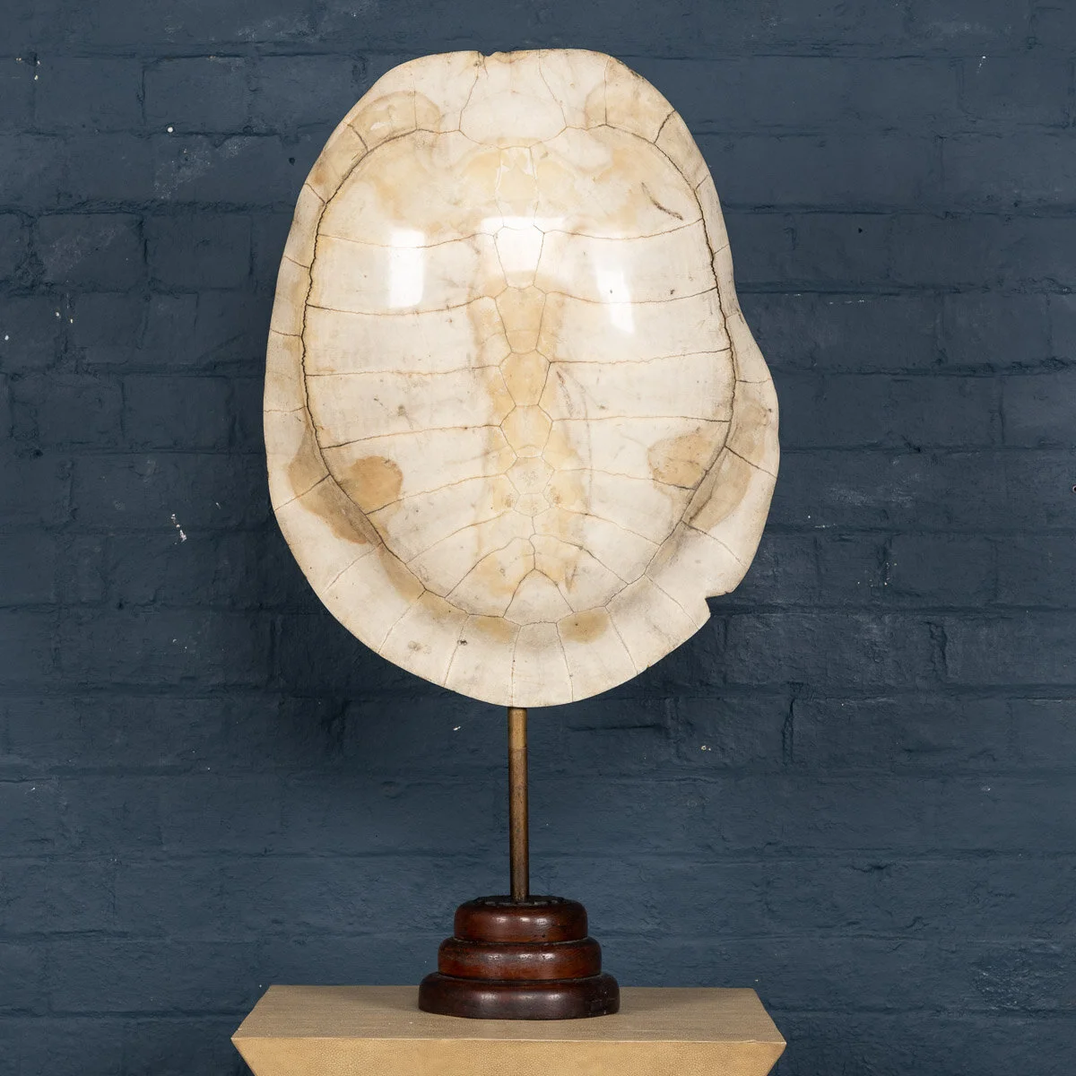 A "blonde" turtle shell, late 19th century