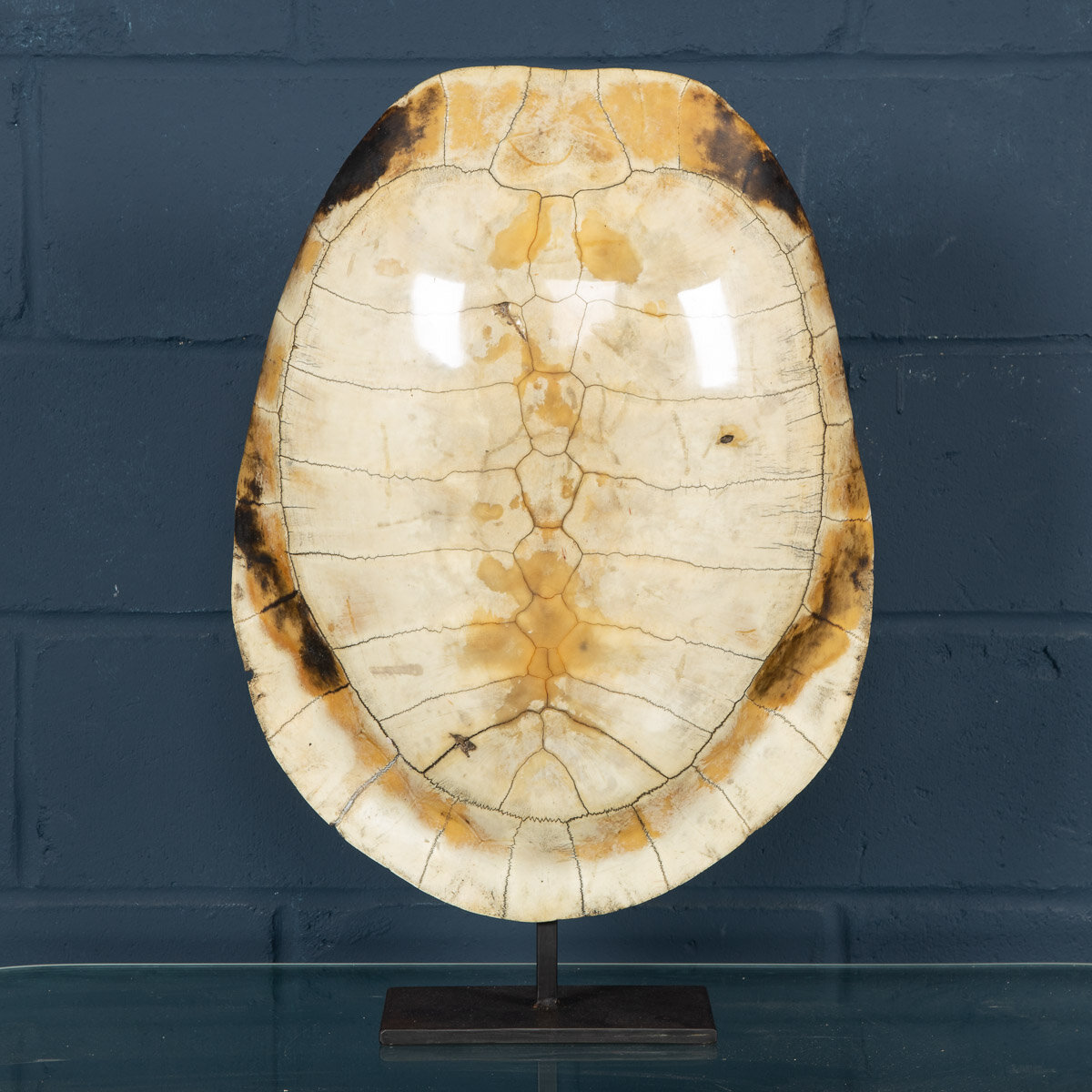 A "blonde" turtle shell, late 19th century