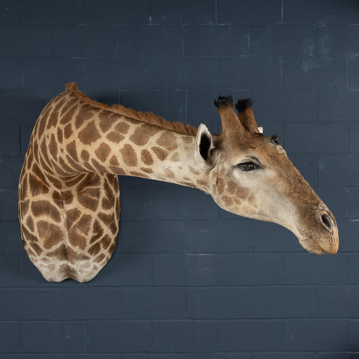 An unusual shoulder mount taxidermy giraffe, late 20th century