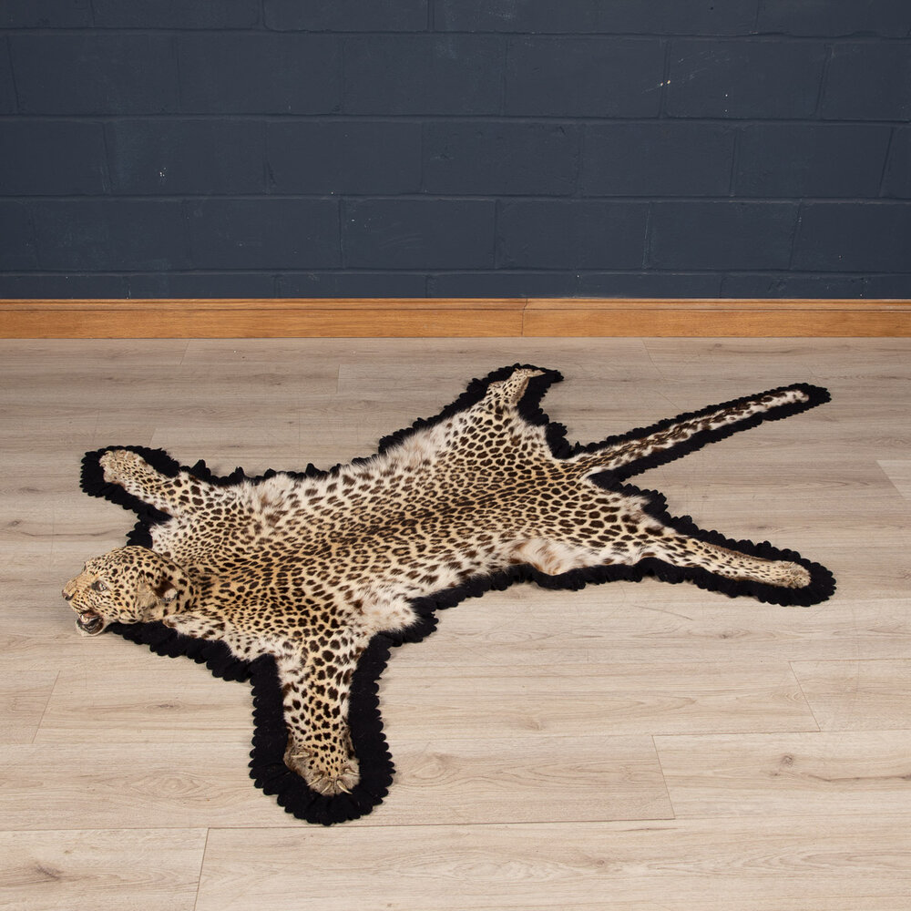 A Leopard Skin Rug By Van Ingen Mysore