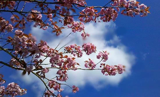 FYC Spring Concert - St Andrew's, Farnham