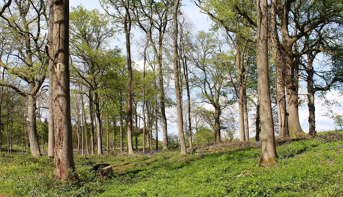 forestry-main.jpg