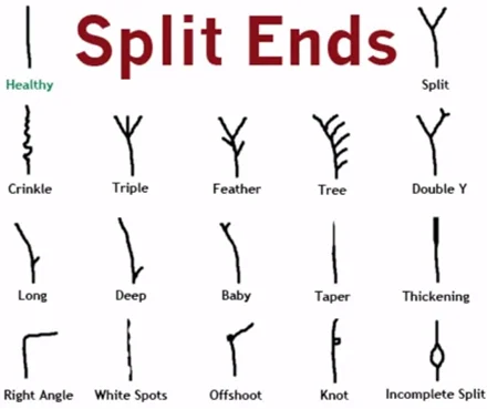 split-ends-graph.jpg