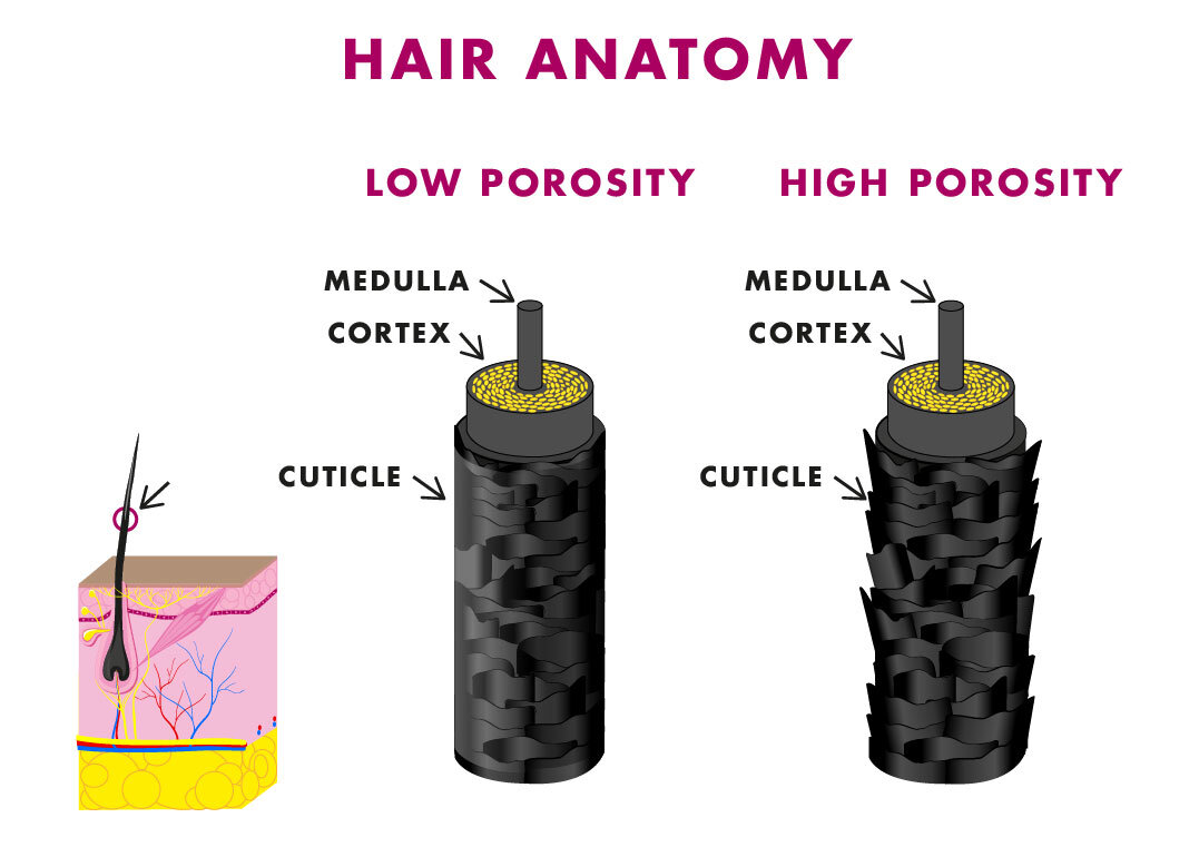 What is Hair Porosity? — TimelesslyMirna