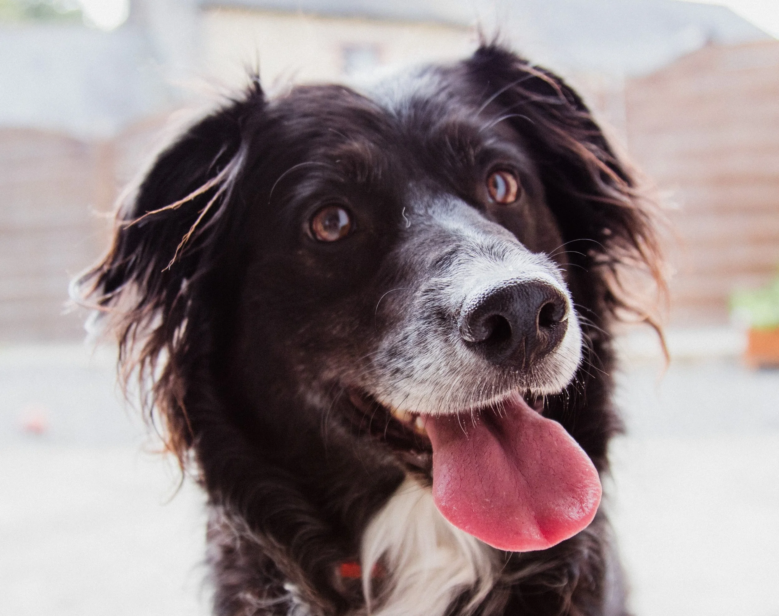 We Can Do Better Than Dogs, Can’t We?