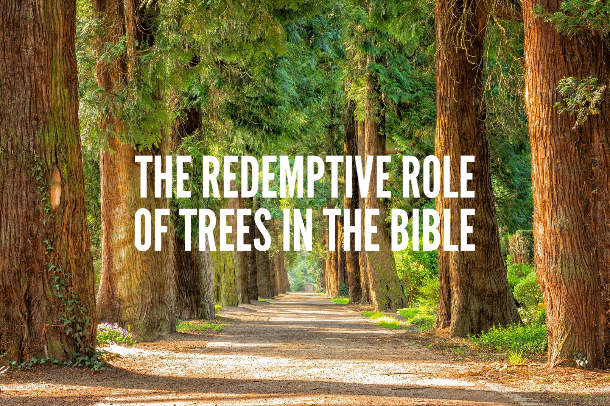 The Redemptive Role of Trees in the Bible